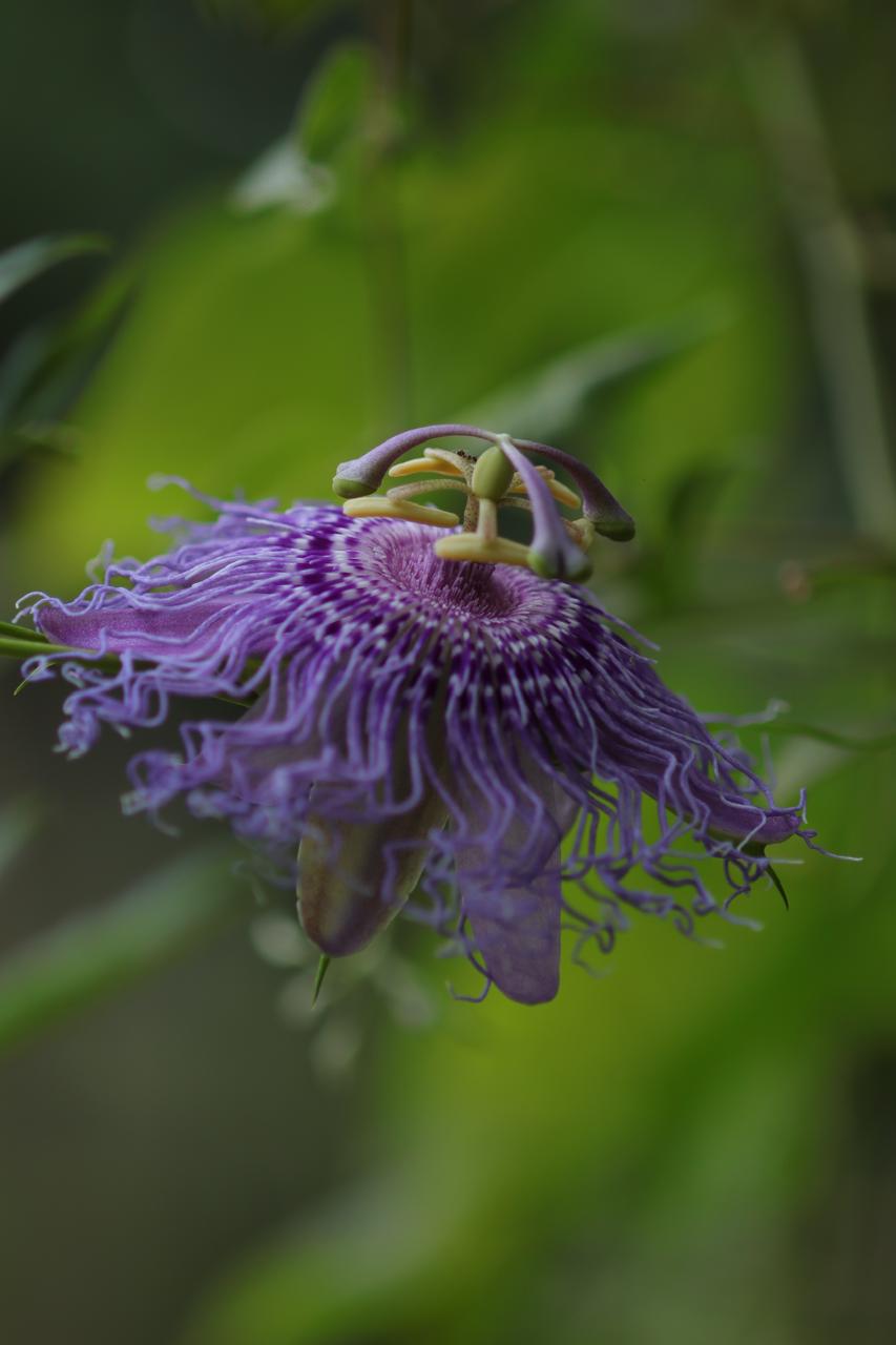 Flor de pasionaria violeta