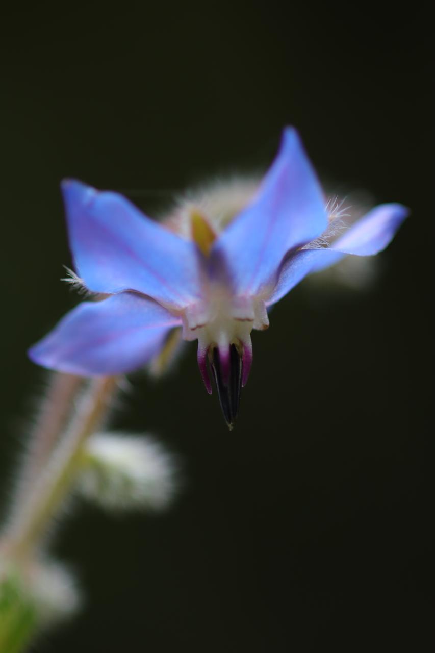 Flor azul vista de cerca