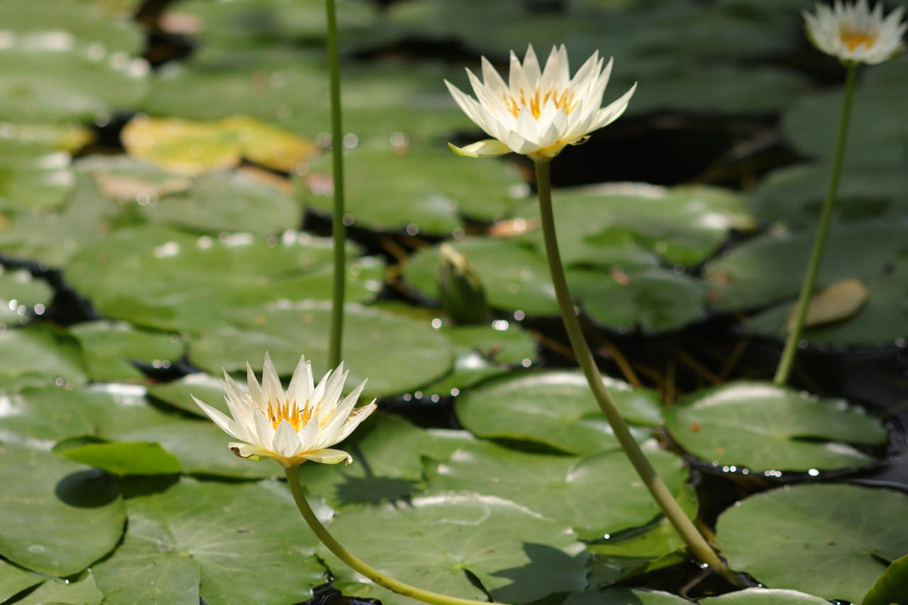 Nenúfares blancos en un estanque
