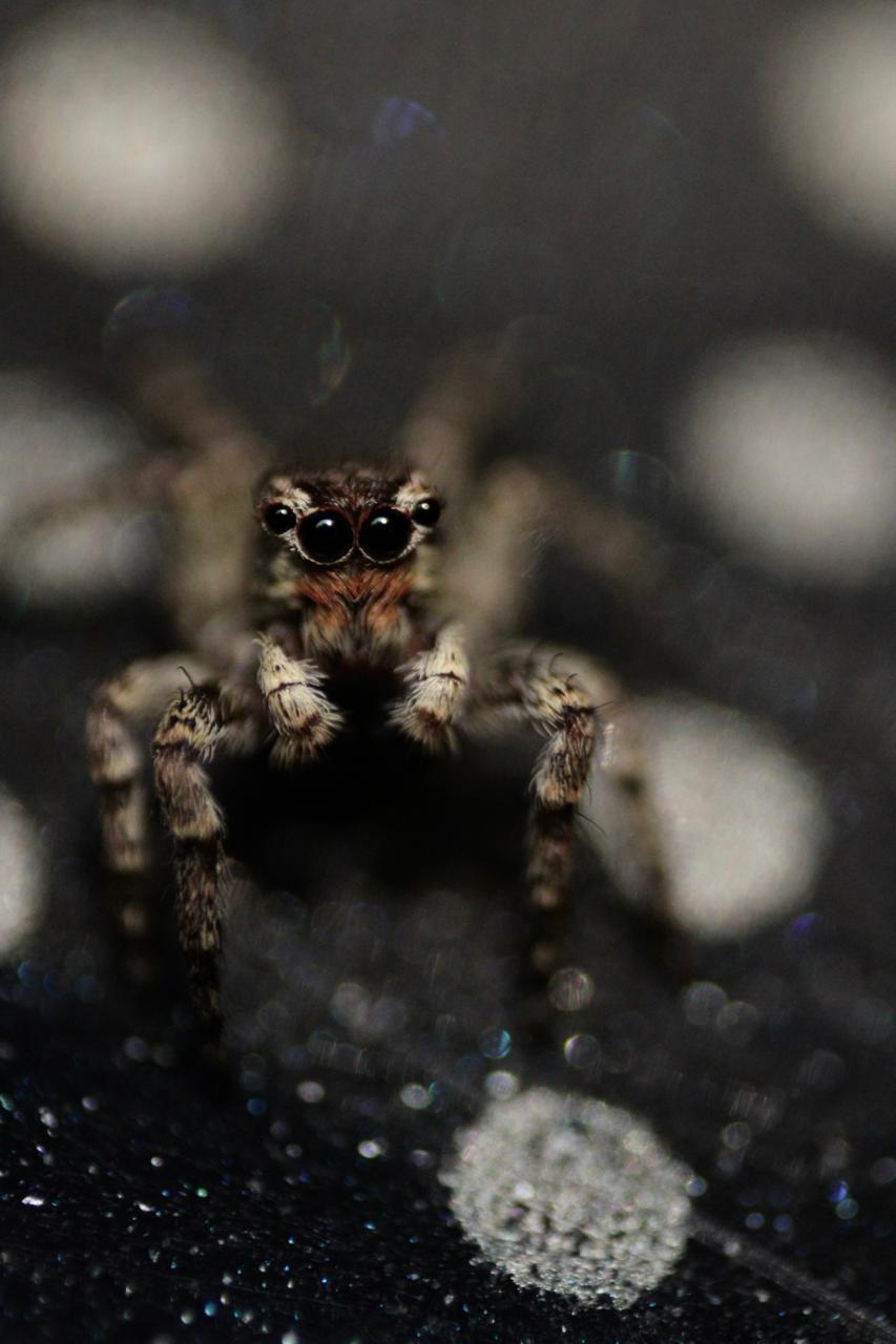 Primer plano de una araña saltarina